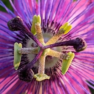 5x7 Original Nature Photography Of Purple Passion Flower Bloom Photo Pri…